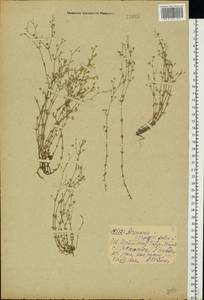 Arenaria serpyllifolia L., Eastern Europe, Central forest region (E5) (Russia)
