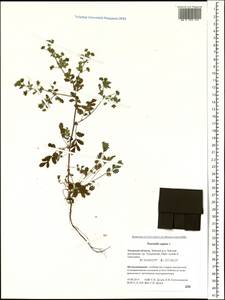 Potentilla supina L., Siberia, Russian Far East (S6) (Russia)