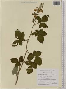 Rubus canescens DC., Western Europe (EUR) (Bulgaria)