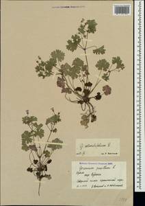 Geranium rotundifolium L., Crimea (KRYM) (Russia)