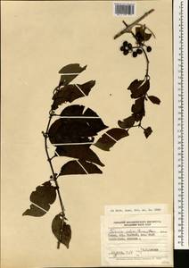Coptosperma neurophyllum (S.Moore) Degreef, Africa (AFR) (Kenya)