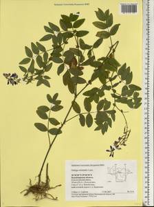 Galega orientalis Lam., Eastern Europe, Central region (E4) (Russia)