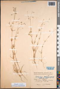 Spergula arvensis L., Eastern Europe, Eastern region (E10) (Russia)