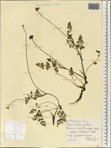 Haplosciadium abyssinicum Hochst., Africa (AFR) (Ethiopia)