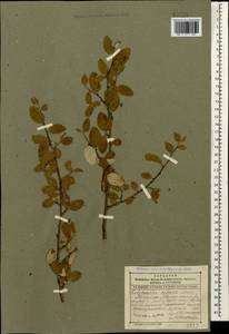Cotoneaster integerrimus Medik., Caucasus, Dagestan (K2) (Russia)