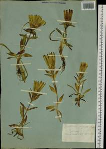 Gentiana algida Pall., Siberia, Altai & Sayany Mountains (S2) (Russia)