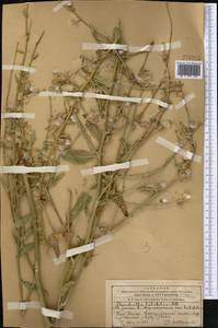 Chondrilla latifolia M. Bieb., Middle Asia, Western Tian Shan & Karatau (M3) (Kazakhstan)