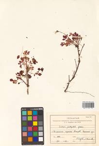 Geum pentapetalum (L.) Makino, Siberia, Russian Far East (S6) (Russia)