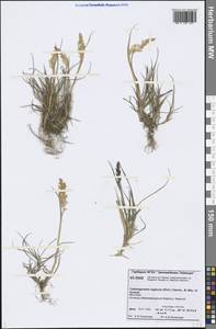 Achnatherum calamagrostis (L.) P.Beauv., Siberia, Central Siberia (S3) (Russia)