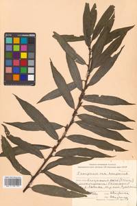 Salix kangensis Nakai, Siberia, Russian Far East (S6) (Russia)