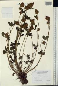 Trifolium pratense L., Eastern Europe, Western region (E3) (Russia)