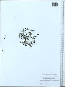 Spirodela polyrhiza (L.) Schleid., Eastern Europe, Central region (E4) (Russia)