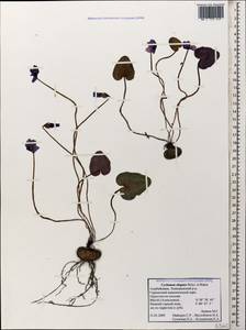 Cyclamen coum subsp. elegans (Boiss. & Buhse) Grey-Wilson, Caucasus, Azerbaijan (K6) (Azerbaijan)