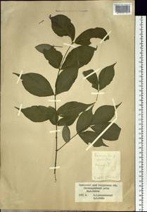 Euonymus verrucosus Scop., Siberia, Russian Far East (S6) (Russia)