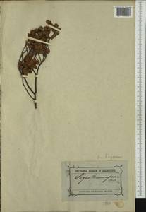 Nothofagus cunninghamii (Hook.) Oerst., Australia & Oceania (AUSTR) (Australia)