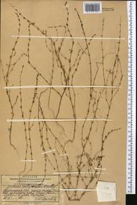 Galium verticillatum Danthoine ex Lam., Middle Asia, Pamir & Pamiro-Alai (M2) (Kyrgyzstan)