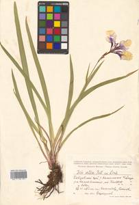 Iris setosa Pall. ex Link, Siberia, Russian Far East (S6) (Russia)