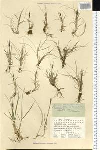 Deschampsia cespitosa subsp. cespitosa, Siberia, Western Siberia (S1) (Russia)