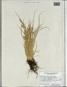Carex secalina Willd. ex Wahlenb., Eastern Europe, Central forest-and-steppe region (E6) (Russia)