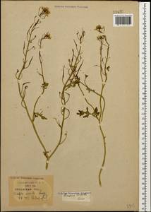 Sinapis alba subsp. dissecta (Lag.) Simonk., Caucasus, Krasnodar Krai & Adygea (K1a) (Russia)