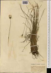 Eriophorum brachyantherum Trautv. & C.A.Mey., Mongolia (MONG) (Mongolia)