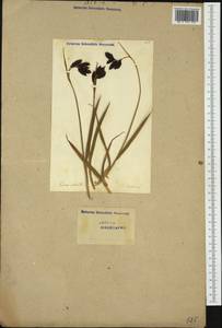Carex atrata L., Western Europe (EUR) (Switzerland)