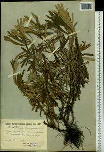 Artemisia lagocephala (Fisch. ex Besser) DC., Siberia, Yakutia (S5) (Russia)
