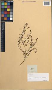 Polygonum roxburghii, South Asia, South Asia (Asia outside ex-Soviet states and Mongolia) (ASIA) (Philippines)