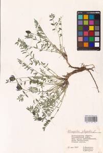 Astragalus physodes L., Eastern Europe, Lower Volga region (E9) (Russia)
