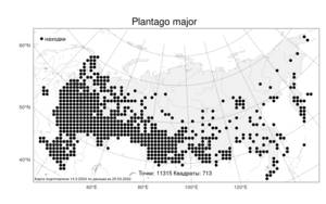 Plantago major L., Atlas of the Russian Flora (FLORUS) (Russia)