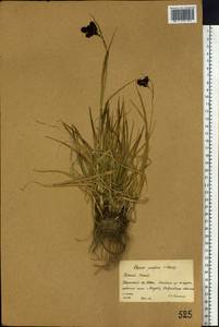 Carex aterrima subsp. aterrima, Siberia, Western (Kazakhstan) Altai Mountains (S2a) (Kazakhstan)
