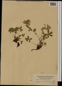 Potentilla caulescens L., Western Europe (EUR) (Austria)