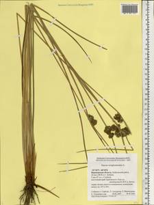 Juncus conglomeratus L., Eastern Europe, Central forest-and-steppe region (E6) (Russia)