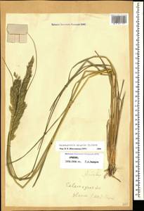 Calamagrostis epigejos (L.) Roth, Caucasus, Armenia (K5) (Armenia)