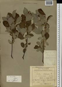 Salix bebbiana Sarg., Siberia, Russian Far East (S6) (Russia)