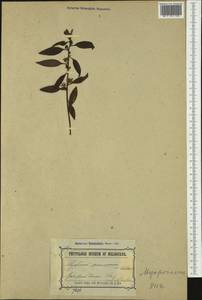 Myoporum viscosum R. Br., Australia & Oceania (AUSTR) (Australia)