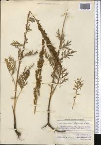 Artemisia laciniata Willd., Middle Asia, Northern & Central Kazakhstan (M10) (Kazakhstan)