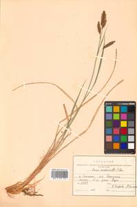 Carex middendorffii F.Schmidt, Siberia, Russian Far East (S6) (Russia)