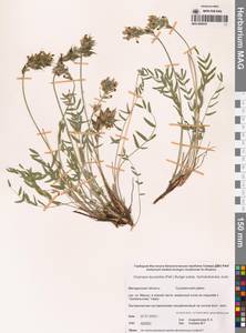Oxytropis leucantha (Pall.) Pers., Siberia, Chukotka & Kamchatka (S7) (Russia)