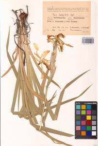 Iris halophila Pall., Eastern Europe, Lower Volga region (E9) (Russia)