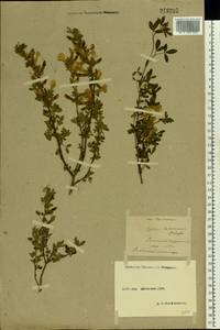 Chamaecytisus ruthenicus (Fisch. ex Wol.) Klásk., Eastern Europe, Moscow region (E4a) (Russia)