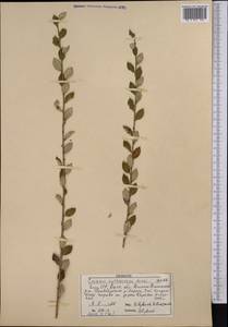 Prunus prostrata var. concolor (Boiss.) Lipsky, Middle Asia, Northern & Central Tian Shan (M4) (Kyrgyzstan)