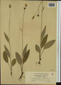 Hieracium levicaule subsp. acroleucum (Stenstr.) Zahn, Western Europe (EUR) (Norway)
