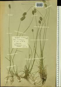 Agropyron cristatum (L.) Gaertn., Siberia, Baikal & Transbaikal region (S4) (Russia)