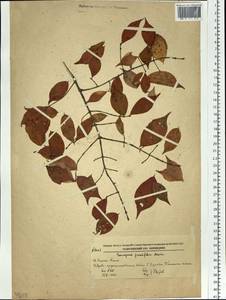 Euonymus verrucosus Scop., Siberia, Russian Far East (S6) (Russia)