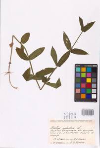 MHA 0 154 883, Stachys palustris L., Eastern Europe, South Ukrainian region (E12) (Ukraine)