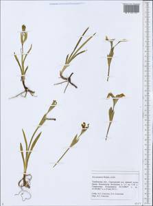 Iris arenaria Waldst. & Kit., Eastern Europe, Central forest-and-steppe region (E6) (Russia)
