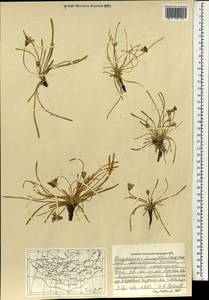 Taraxacum leucanthum (Ledeb.) Ledeb., Mongolia (MONG) (Mongolia)