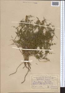 Vicia kokanica Regel & Schmalh., Middle Asia, Western Tian Shan & Karatau (M3) (Kazakhstan)
