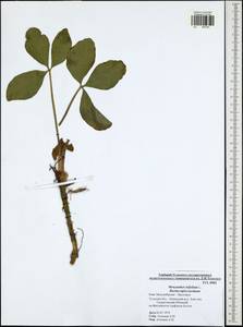Menyanthes trifoliata L., Eastern Europe, Central region (E4) (Russia)